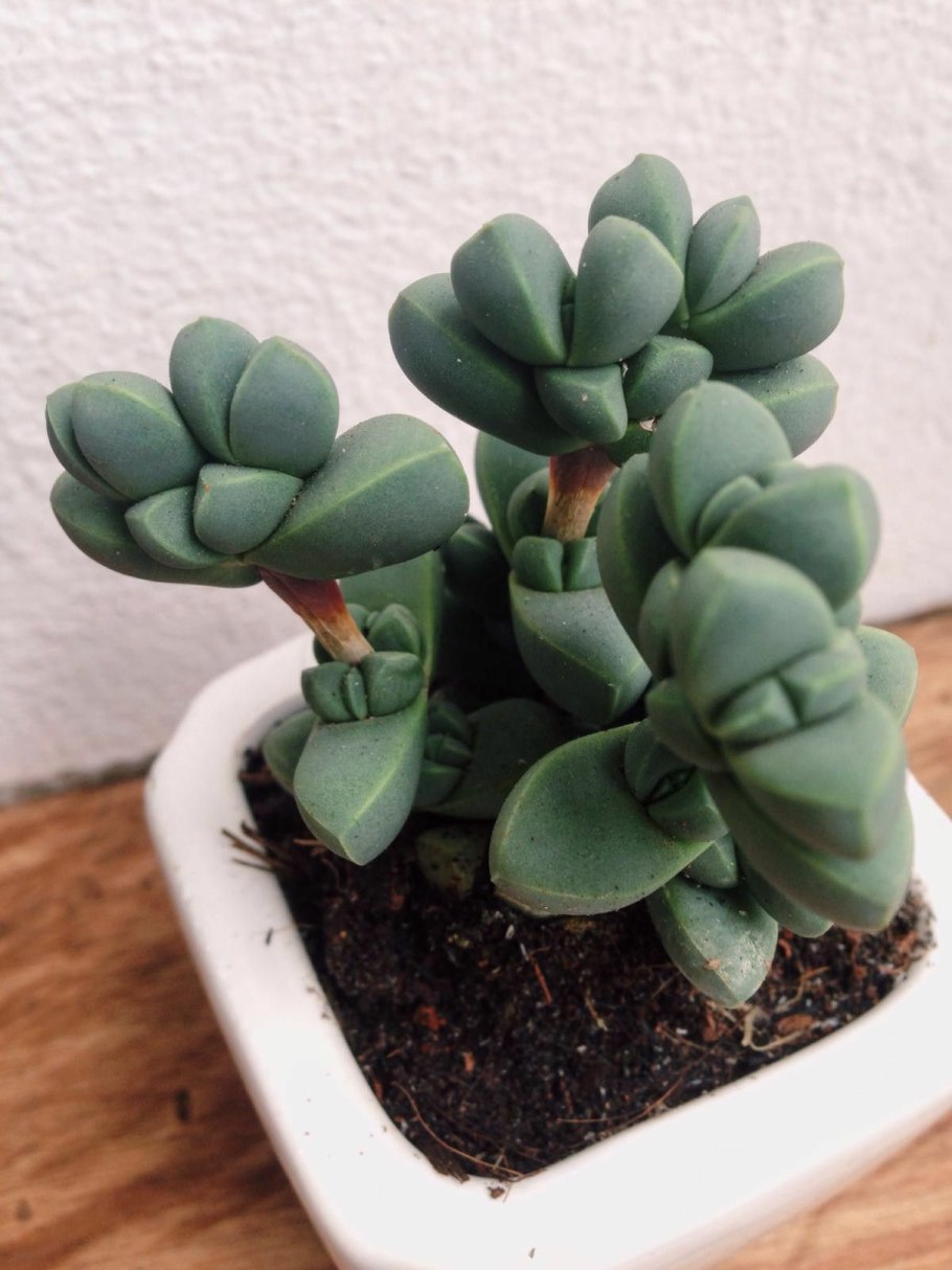 Лапидария Маргарет