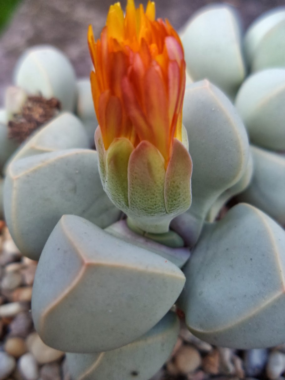 Лапидария Маргарет