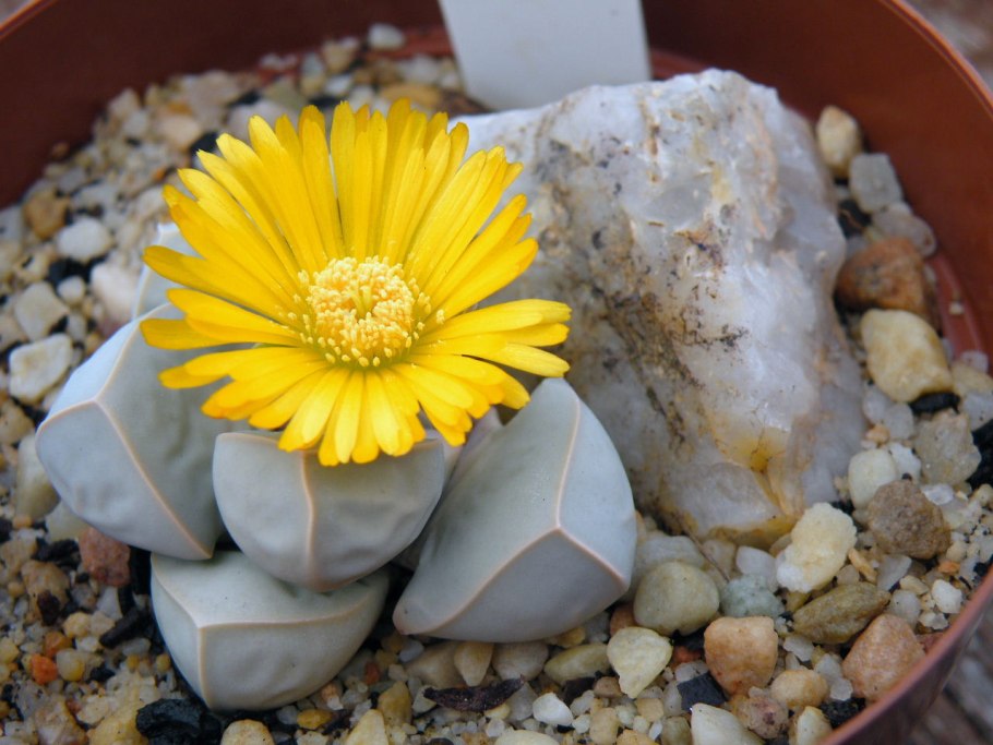 Суккулент лапидария Маргарет