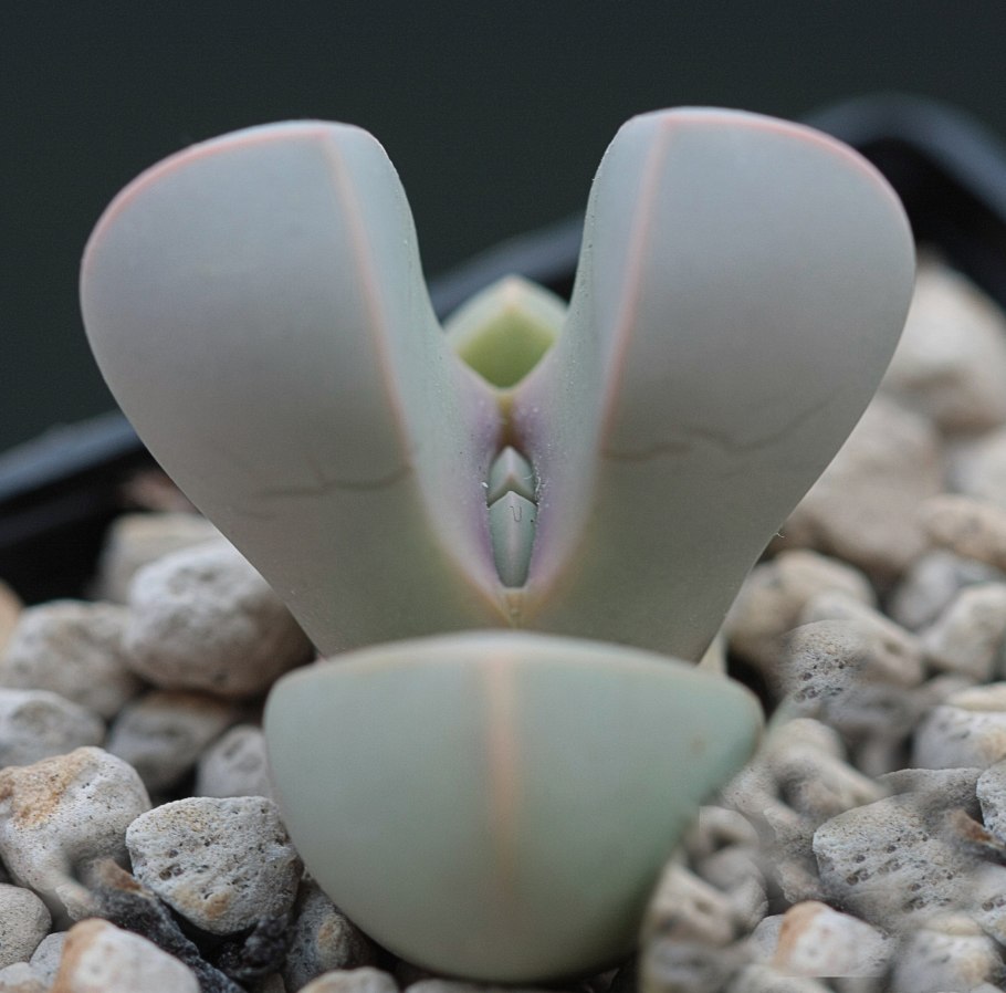 Лапидария Маргарет lapidaria margaretae