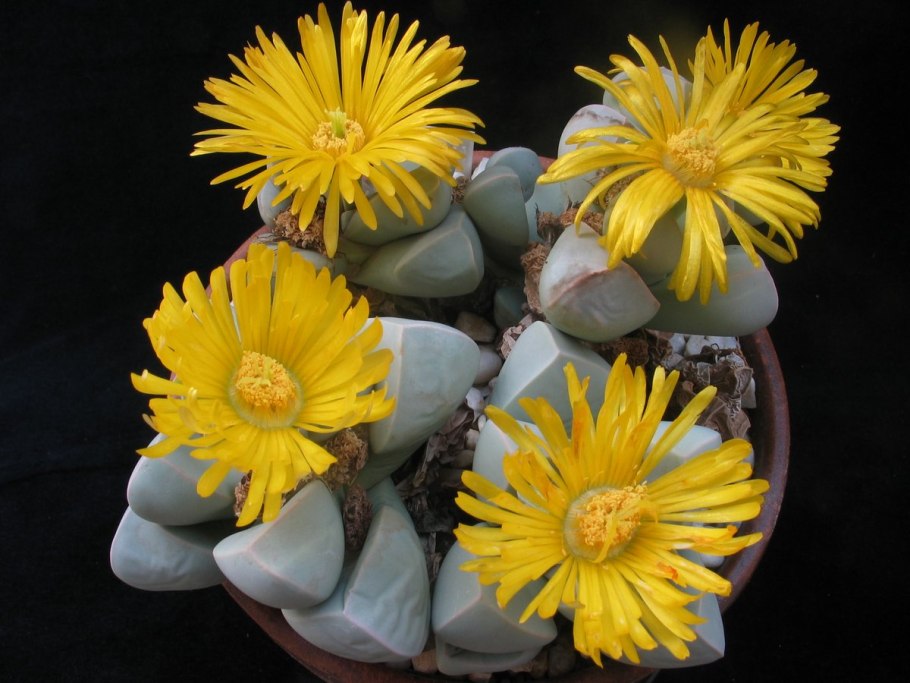 Лапидария виды