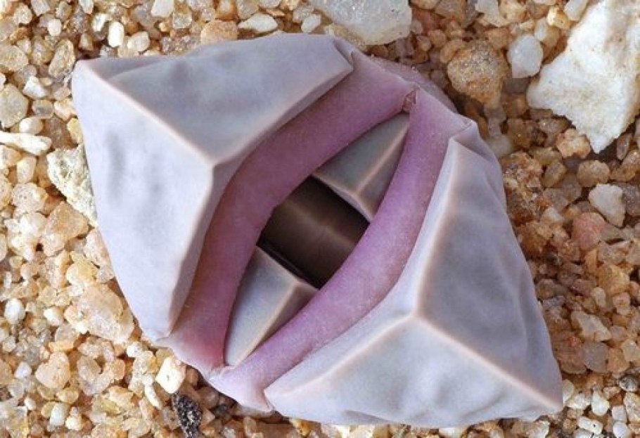 Литопс лапидария Маргарита