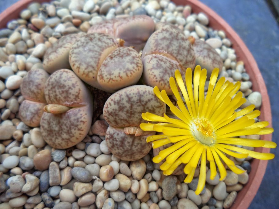 Лапидария Маргарет