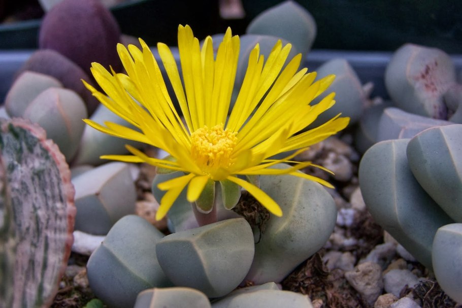 Литопсы лапидария