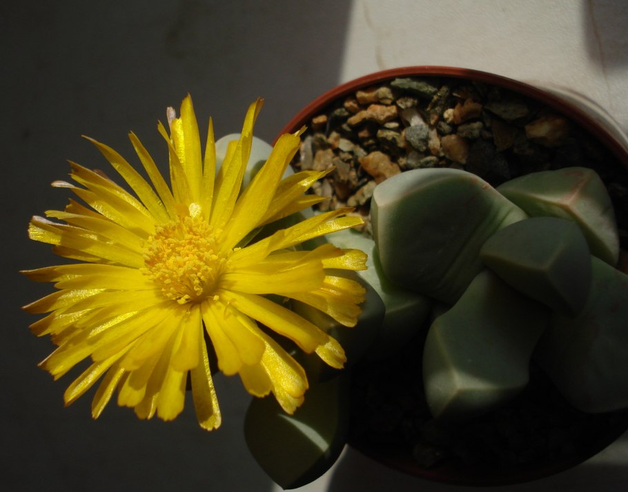 Литопс ложноусеченный