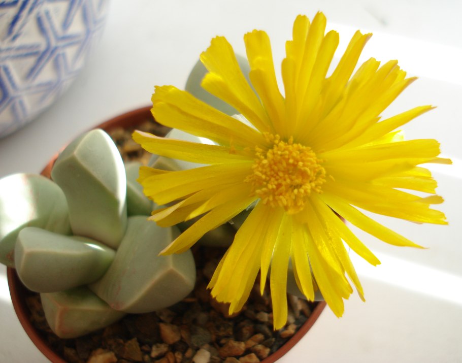 Лапидария из семян