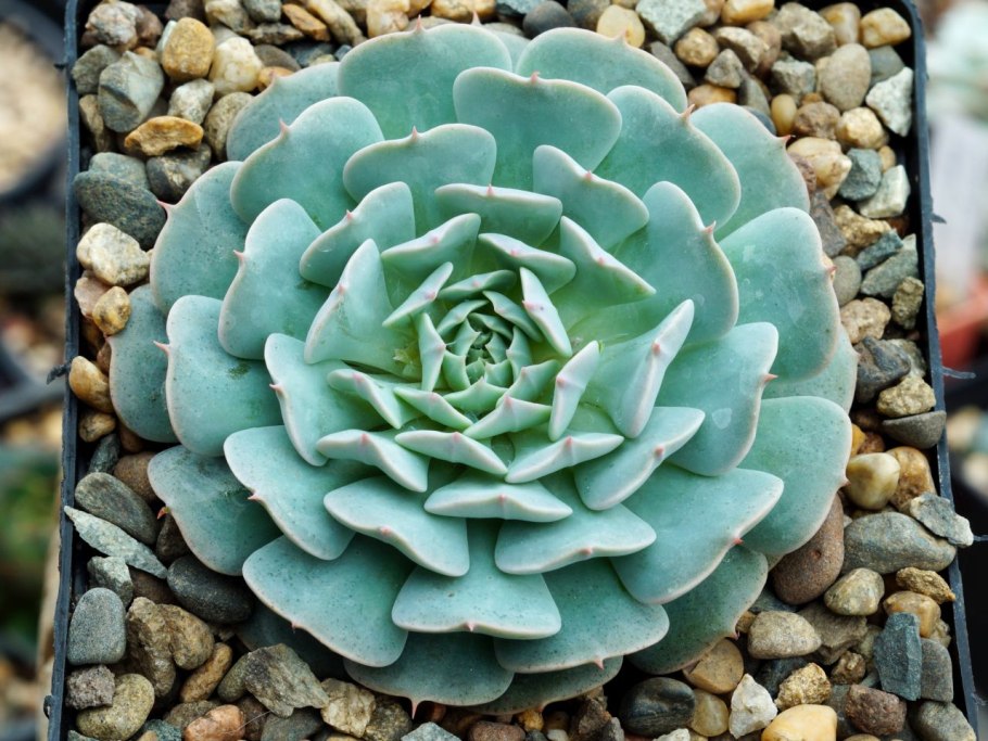 Haworthia mutica