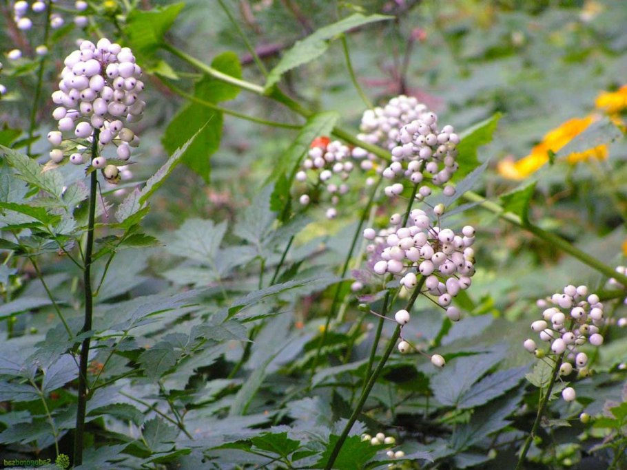 Пион узколистный Воронец