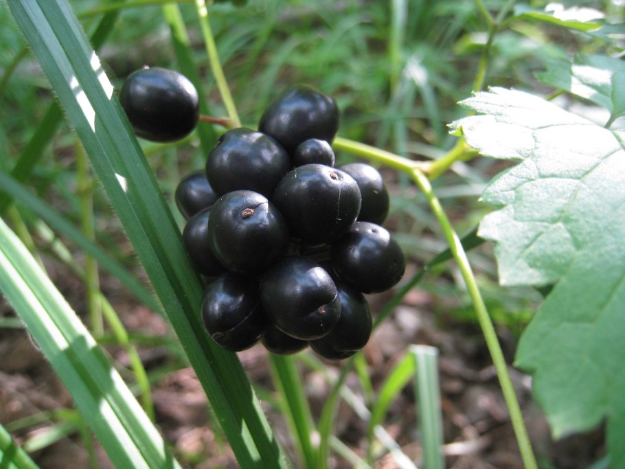 . Воронец красноплодный. Actaea erythrocarpa