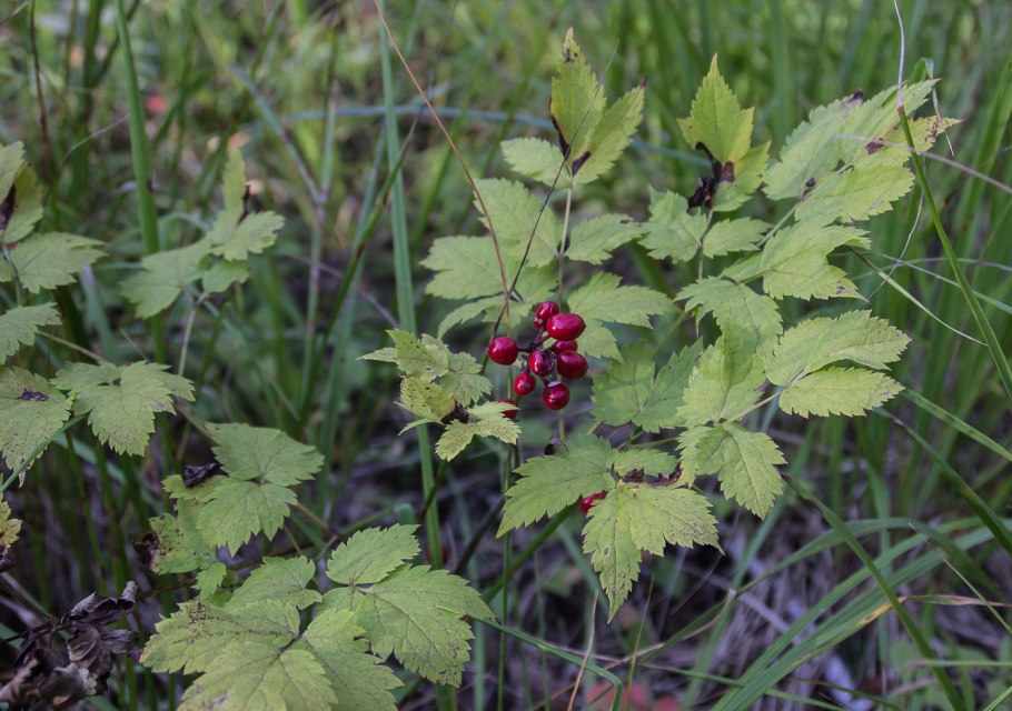 . Воронец красноплодный. Actaea erythrocarpa
