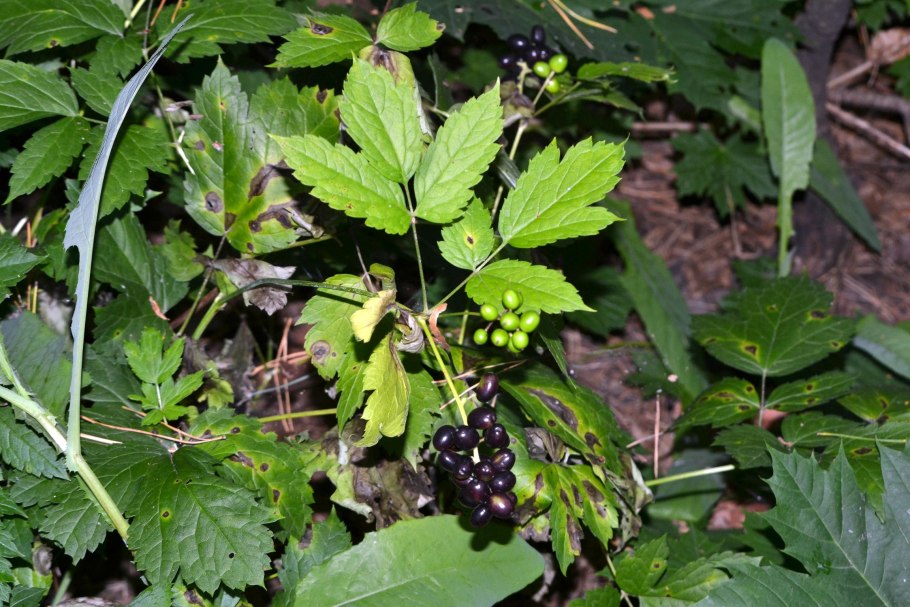 Воронец Колосистый. Воронец красноплодный