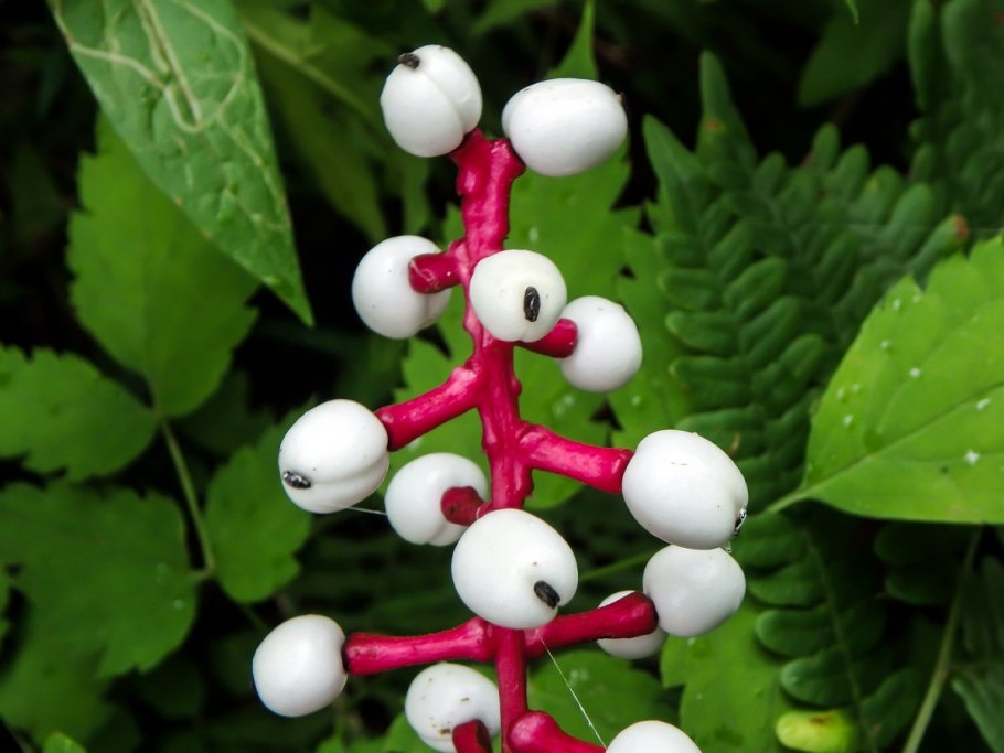 Пион узколистный Воронец