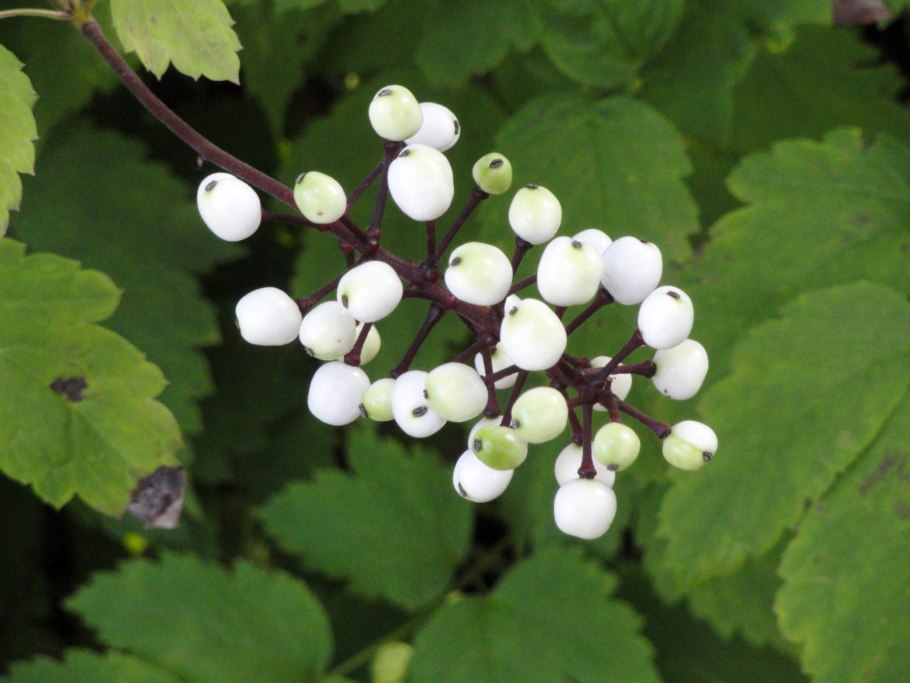 Воронец колосовидный Actaea spicata