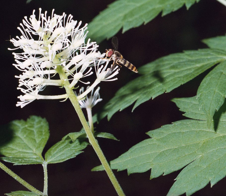 Воронец Колосистый. Воронец красноплодный