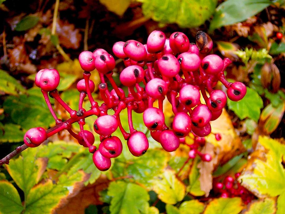 Воронец Колосистый