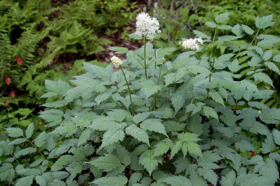 Actaea misty blue
