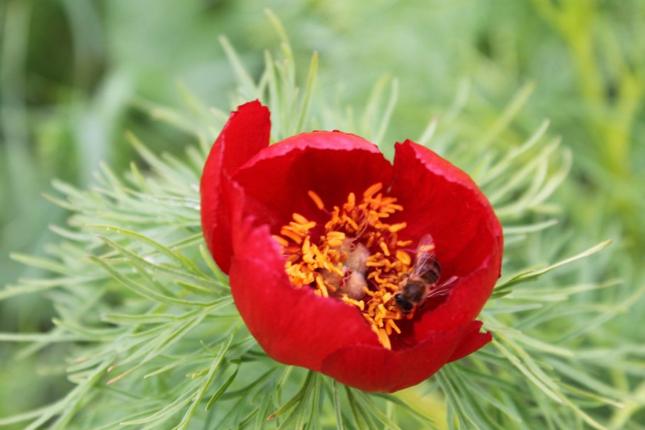 Воронец колосовидный Actaea spicata