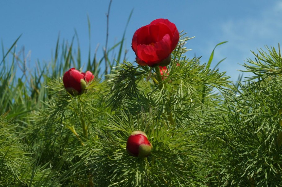 . Воронец красноплодный. Actaea erythrocarpa