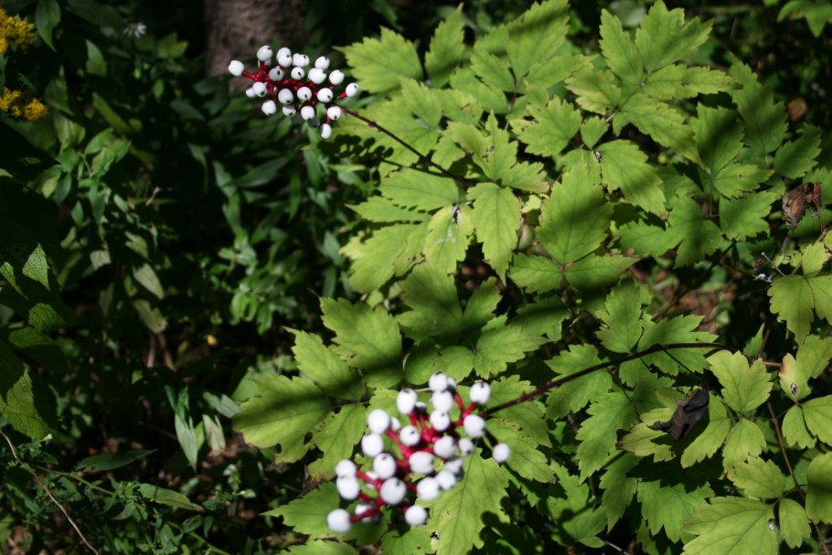 Кукольные глазки (белый Воронец)