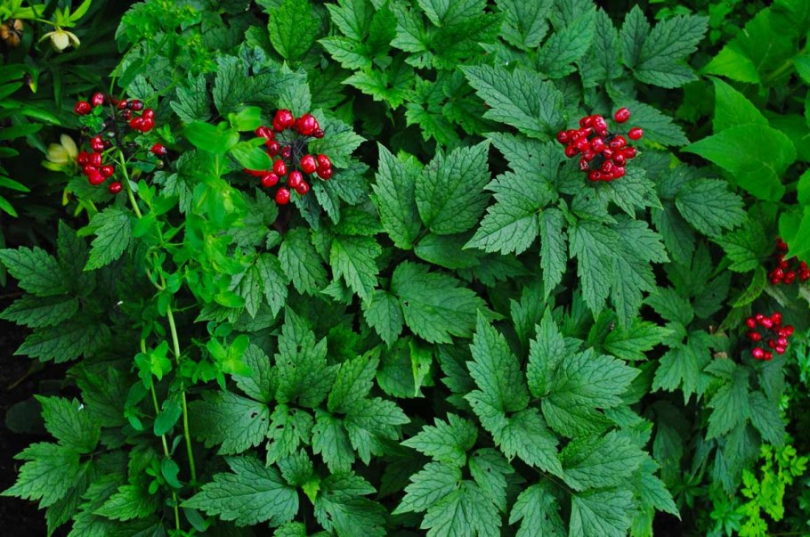 Воронец красноплодный