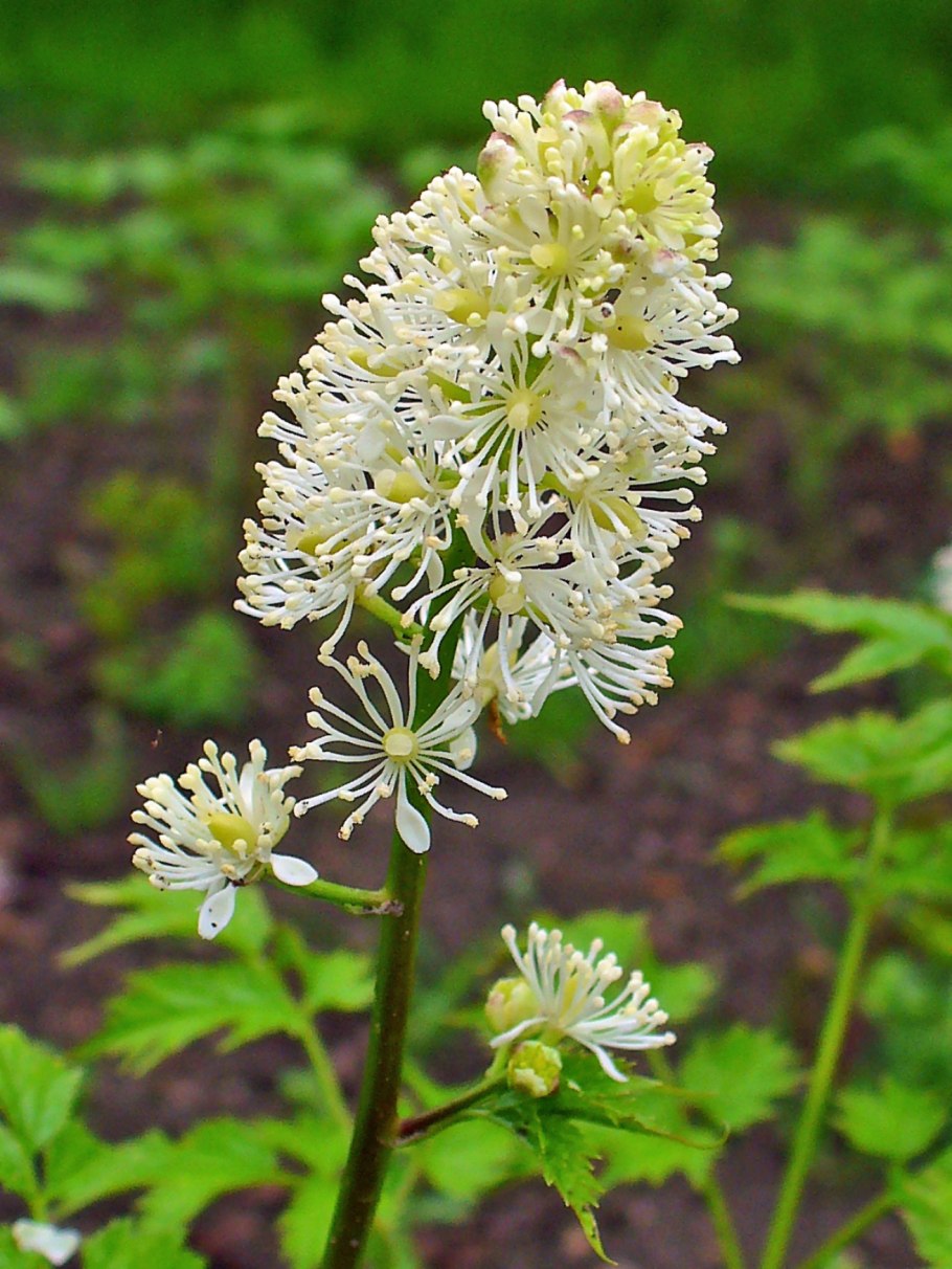 Actaea spicata