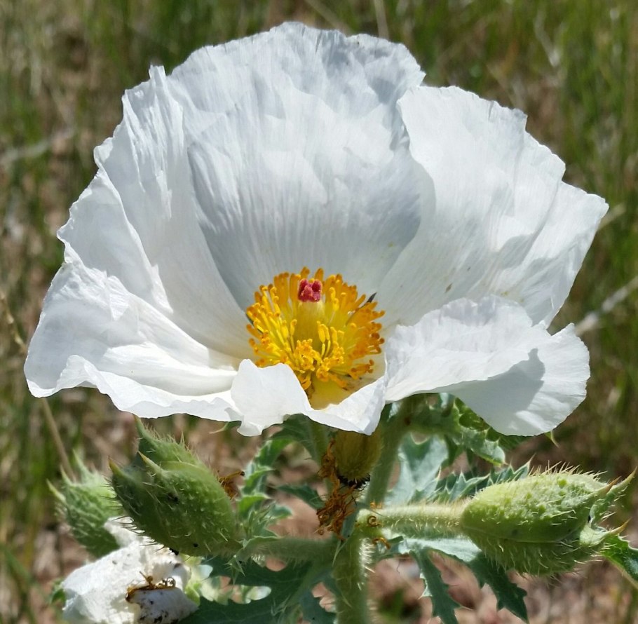 Аргемона грандифлора