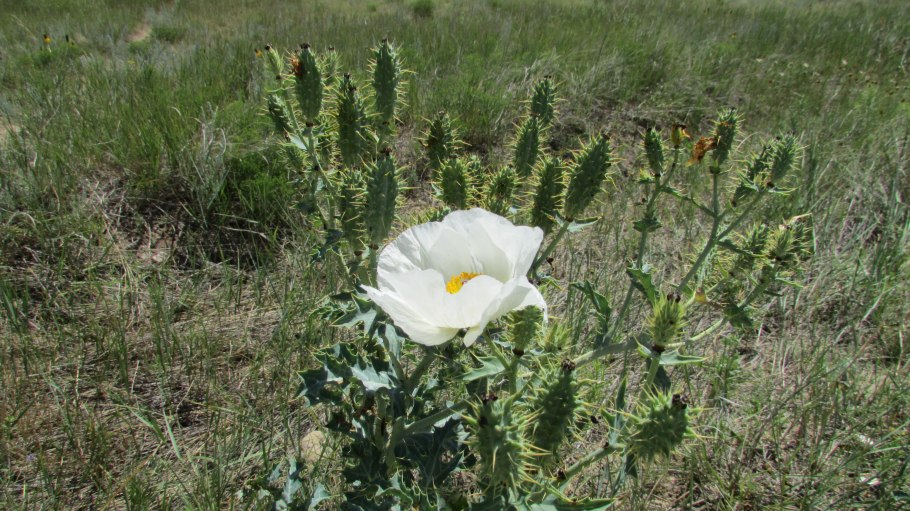 Argemone Poppies