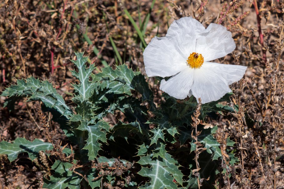 Аргемона растение