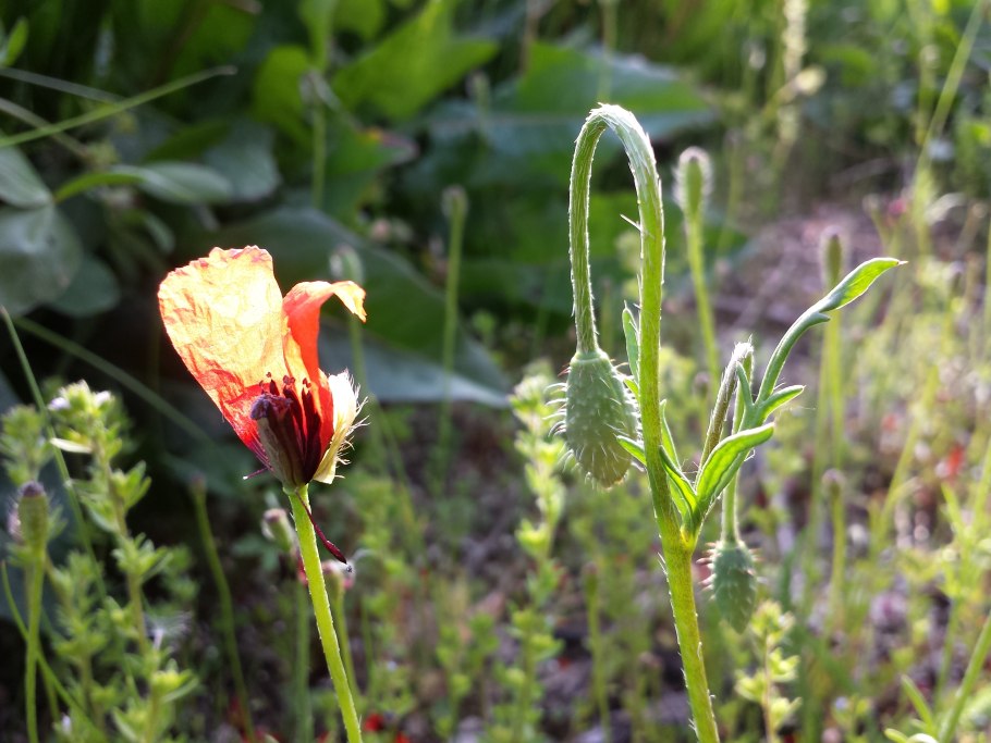 Аргемона белая