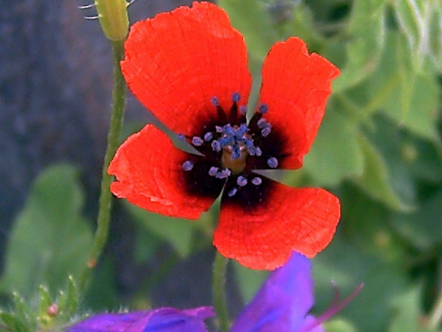 Мак Papaver Cardinal