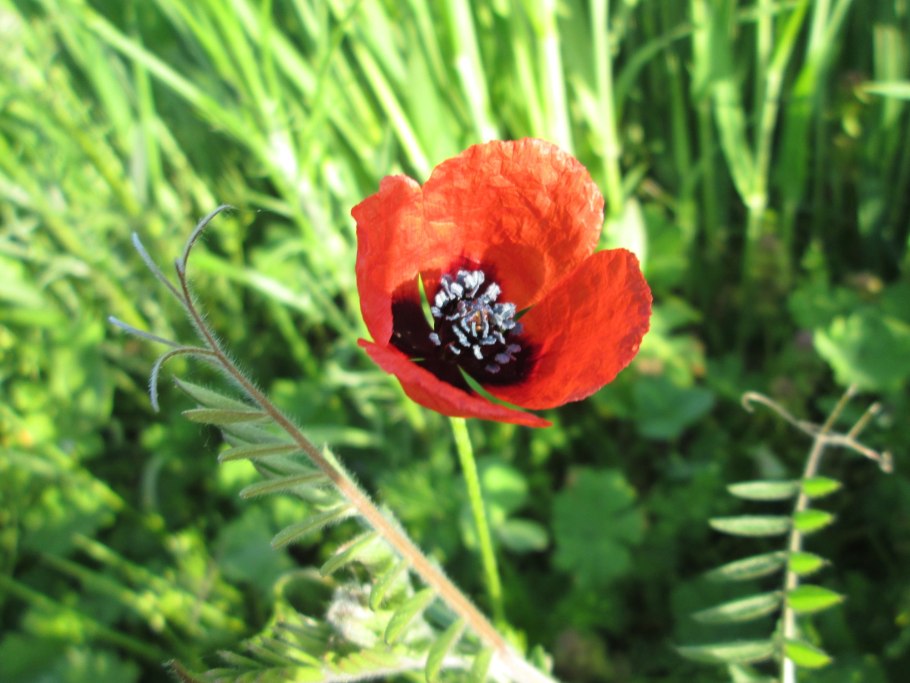 Аргемона (маковые)