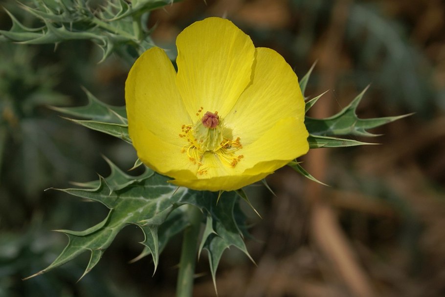 Papaver Argemone семена