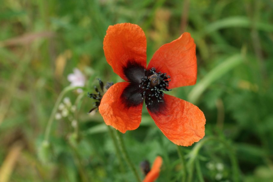 Папавер Аргемоне