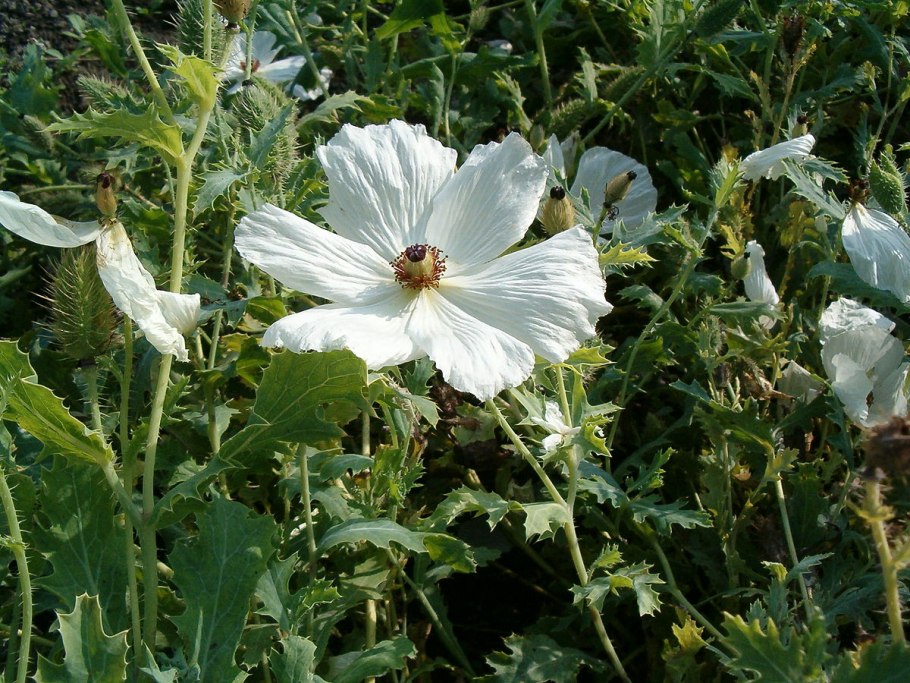Мак Атлантический (Papaver atlanticum)