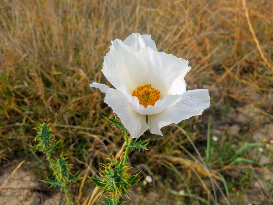 White prickly poppy