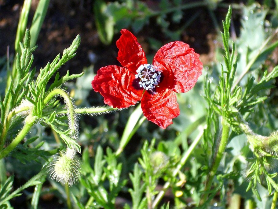 Papaver rhoeas (подушка Мак)