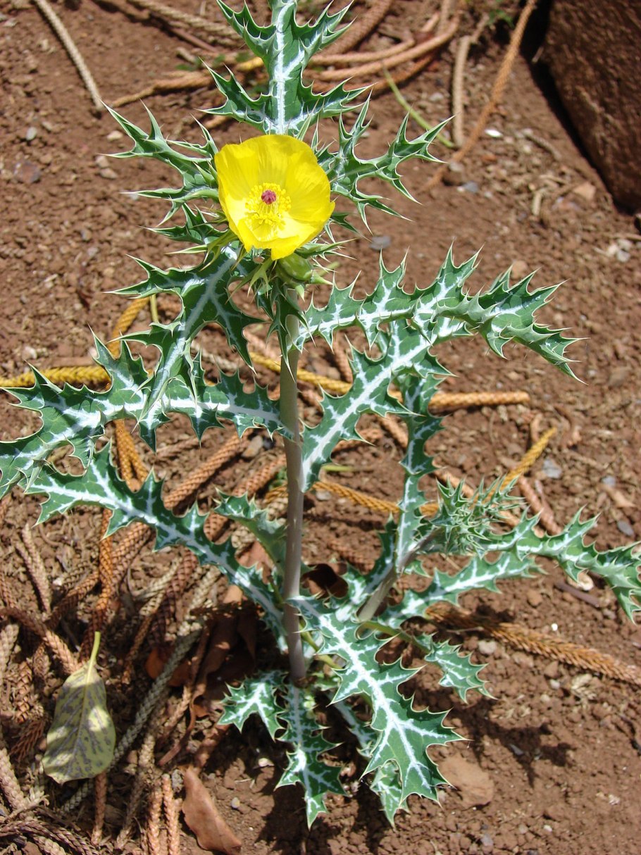 Мак Атлантический