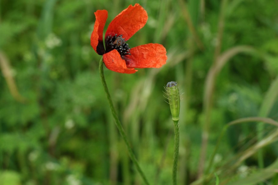 Папавер Аргемоне