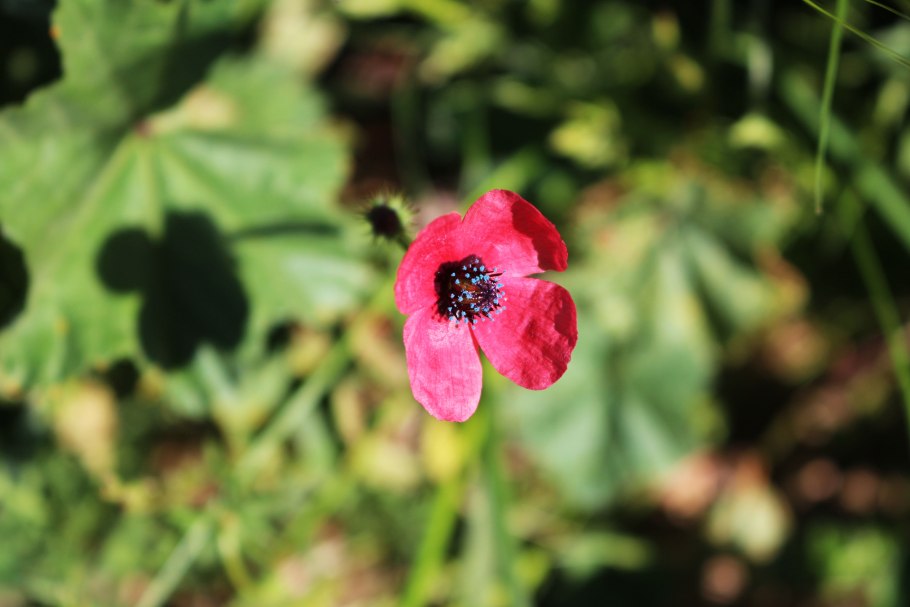 Папавер сухоцвет