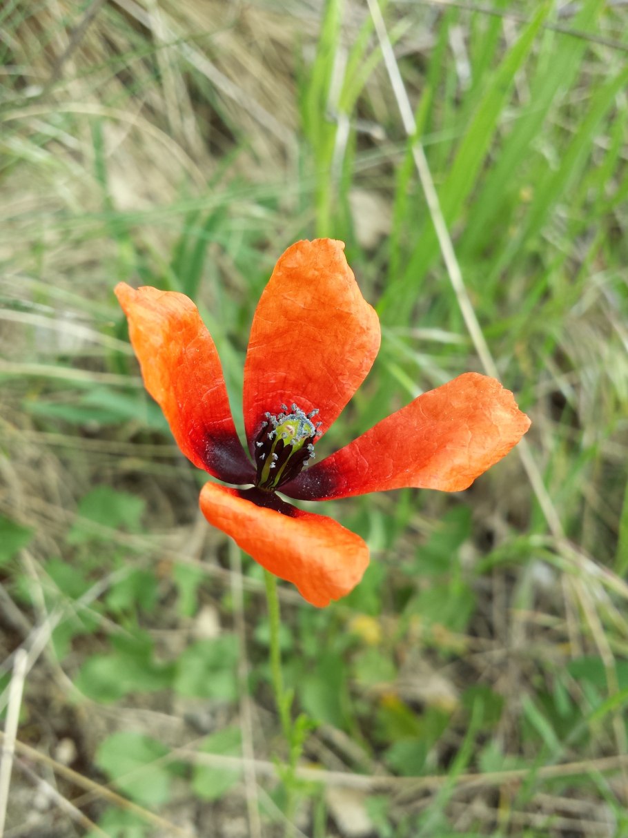Argemone pleiacantha