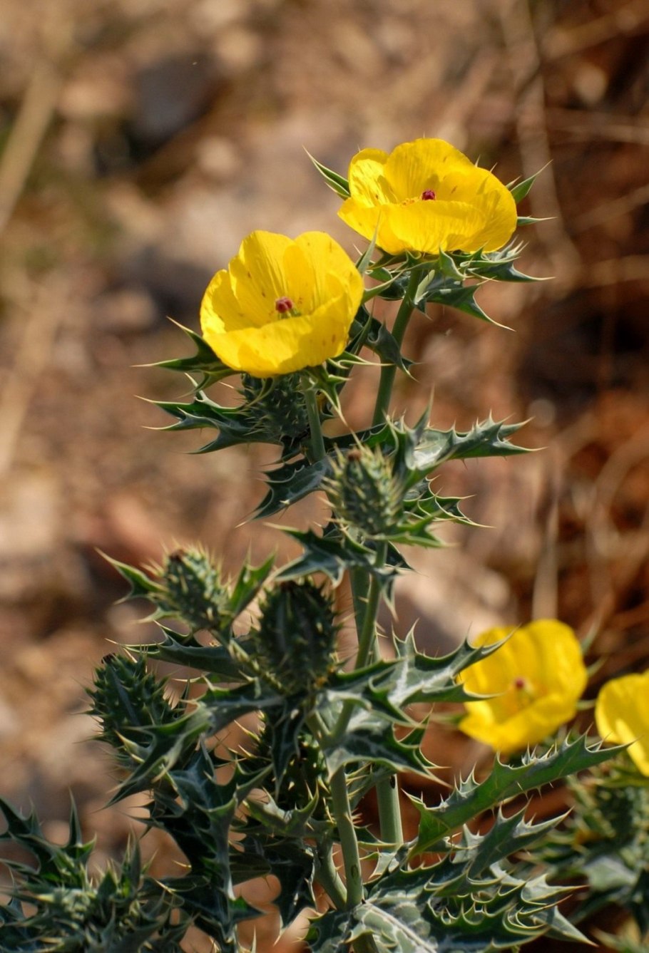 Аргемона Маковка