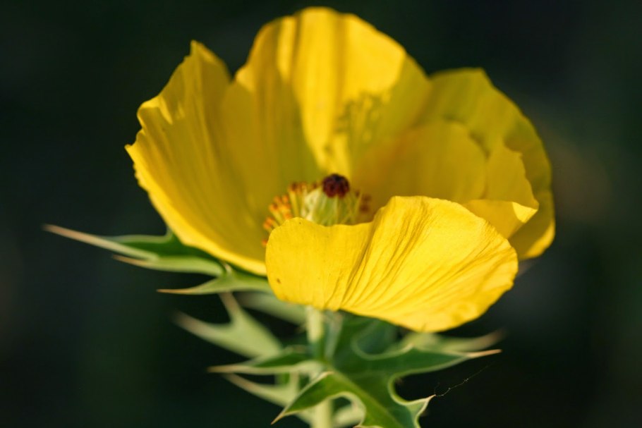 Семейство маковые корни