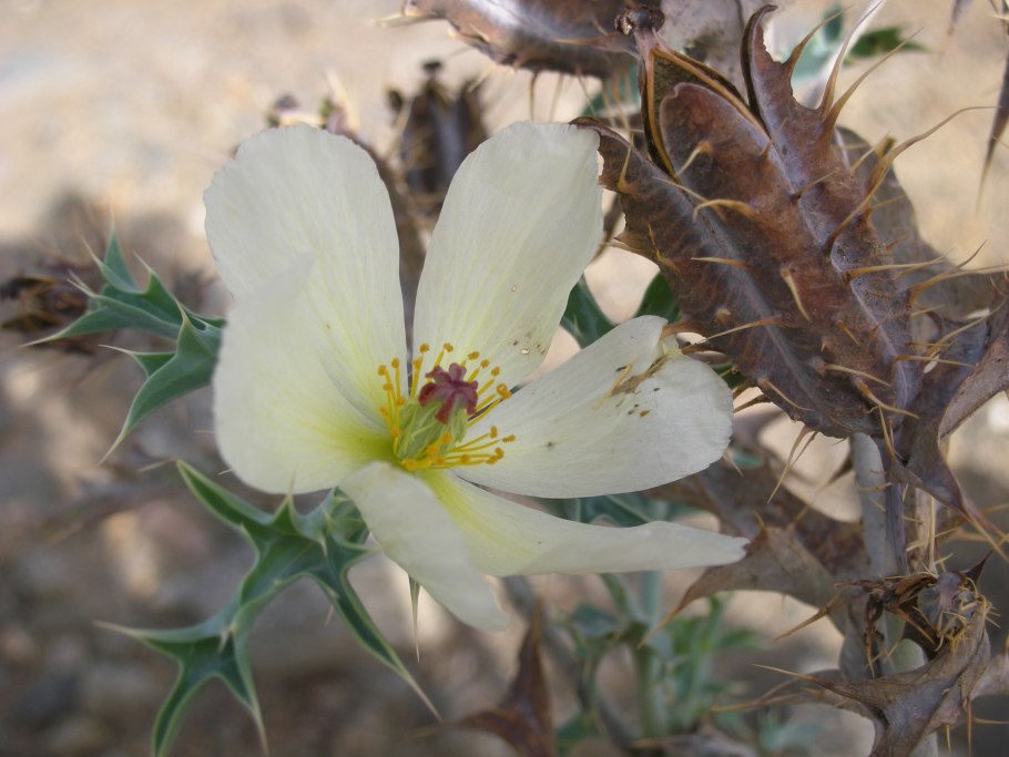 Argemone ochroleuca