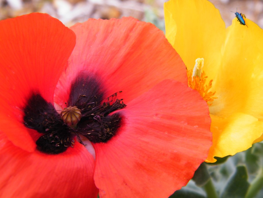 Мак Papaver Tango