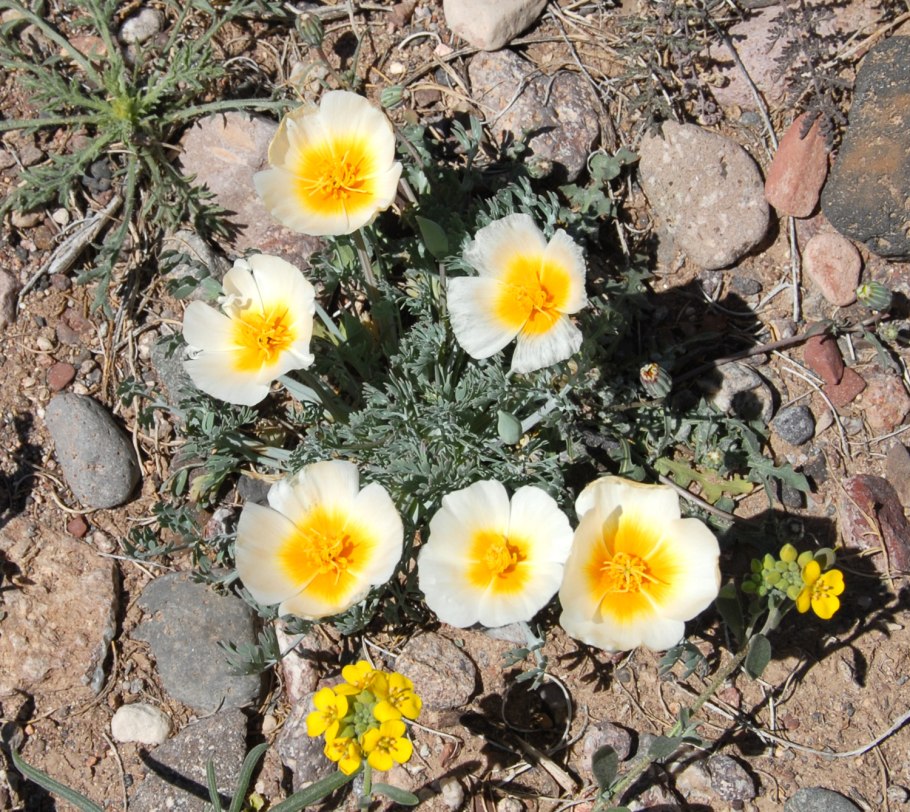 Аргемона маковка