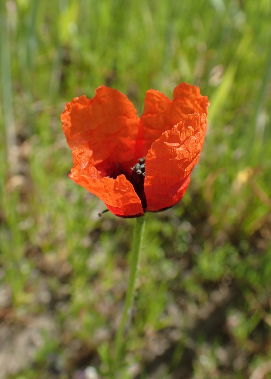 Аргемона Мексиканская