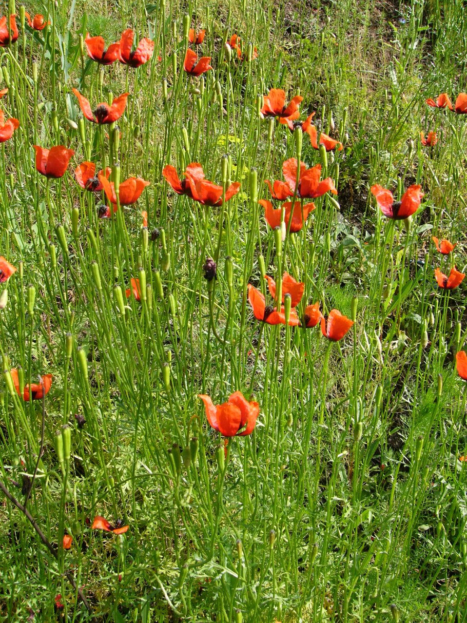 Аргемона (маковые)