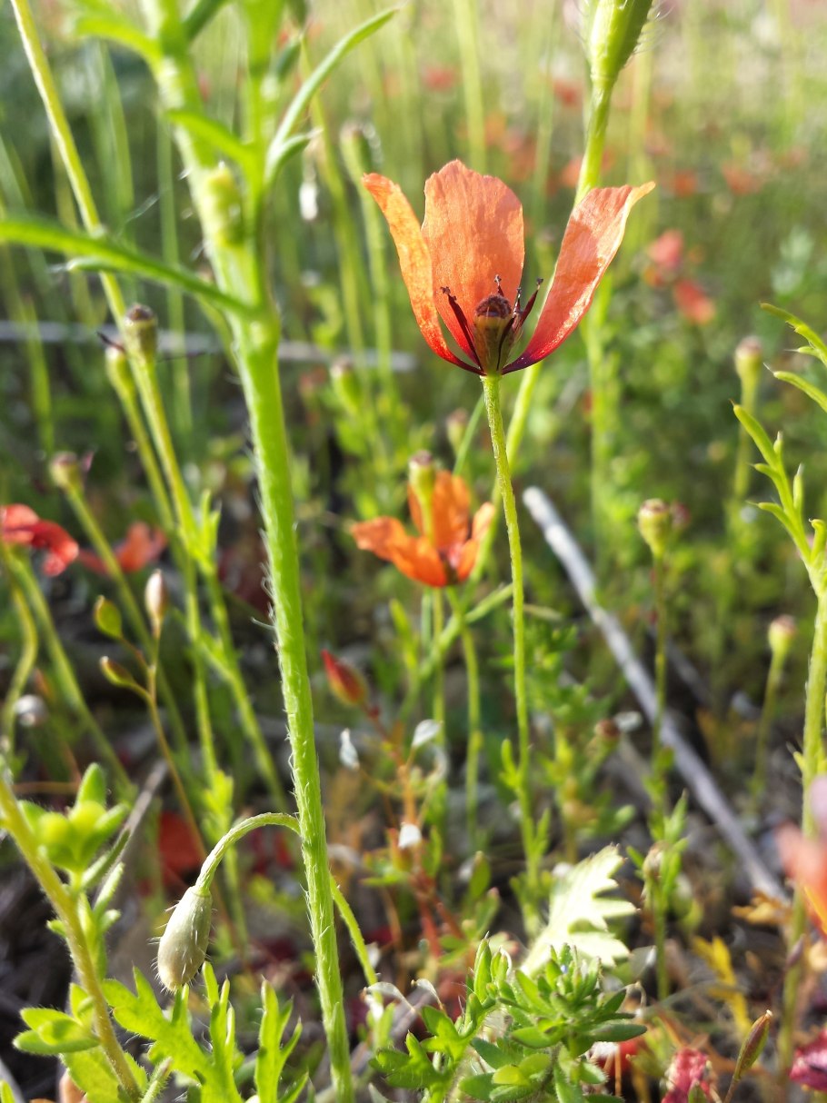 Папавер Аргемоне