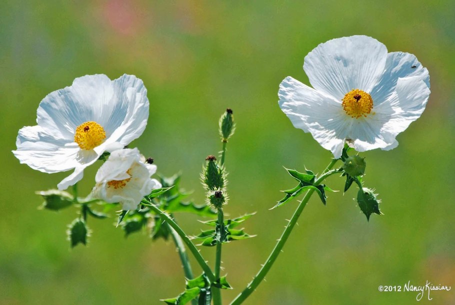 Порядок маковые