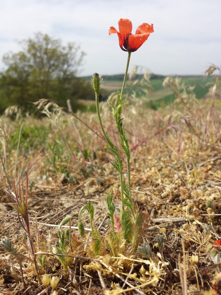 Аргемона виды